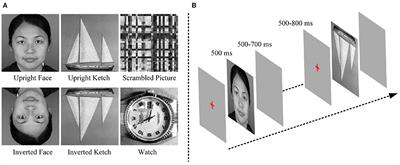 Special Patterns of Dynamic Brain Networks Discriminate Between Face and Non-face Processing: A Single-Trial EEG Study